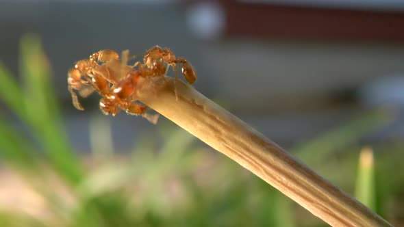 Ants climbing a blade of grass on a lawn in the suburbs