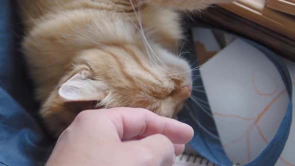 Cute Ginger Cat Dozing on Dark Blue Fabric. Close Up Slow Motion Footage of Fluffy Pet. Man Stroking