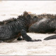 Iguana Spits Another Iguana - VideoHive Item for Sale