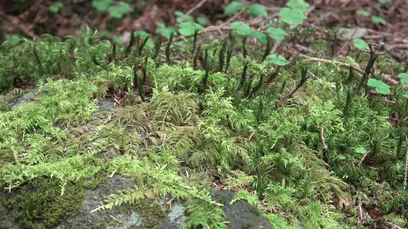 Mixed Moss Plants in Natural Habitat