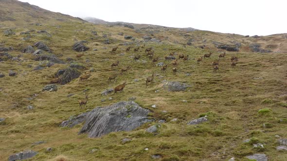 A Herd of Red Deer Stags in the Scottish Highlands