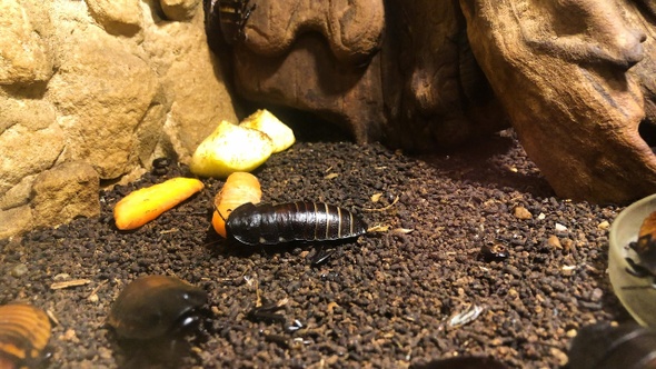 Blattodea having a lunch in the zoo.