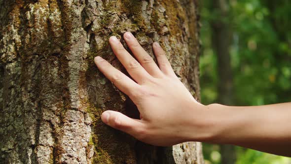 Brown Tree Bark Closeup