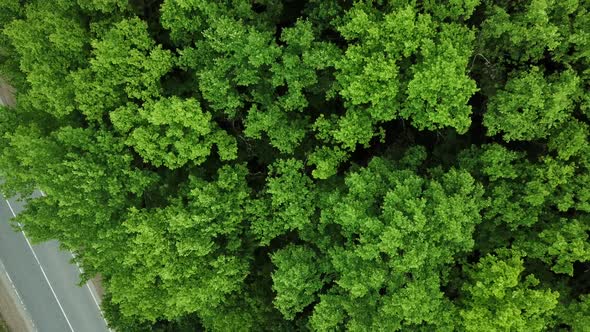 Drone's Eye View  Forrest From Above Aerial Top Down Green Forest Background Caucasus Russia