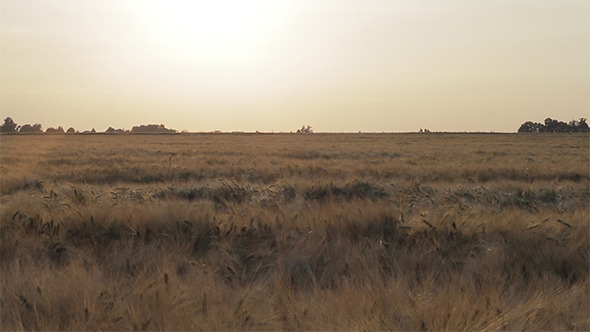Wheat Field