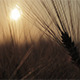 Ear Of Wheat With Sunset - VideoHive Item for Sale