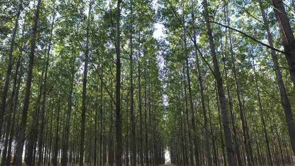 Poplar Forest