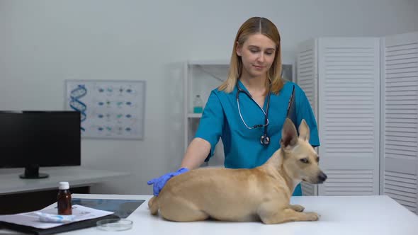 Young Vet Specialist Stroking Dog Before Pet Checkup at Clinic Illness Treatment