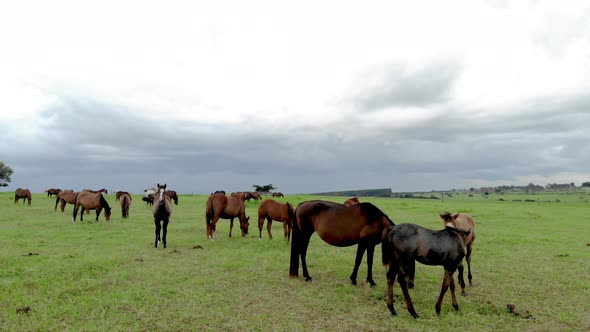 Thoroughbred horses grazing at cloudy day in a field.