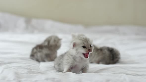 Cute Tabby Kittens Playing On White Bed