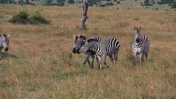 980426 Grant’s Zebra, equus burchelli boehmi, Herd through Savannah, Masai Mara Park in Kenya, slow