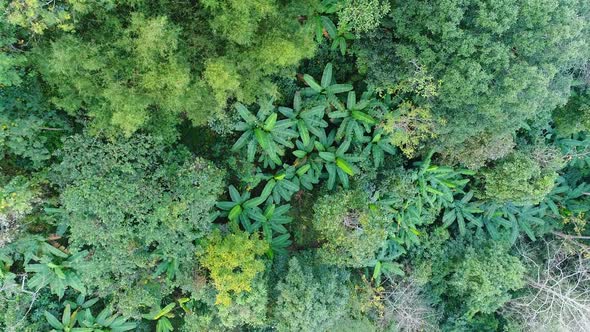 Aerial Over Forest