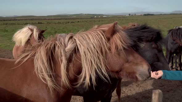 Icelandic Horses in the Pasture