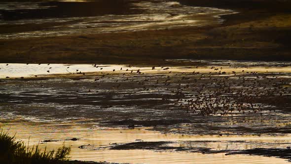 Red-billed Quelea  in Kruger National park, South Africa