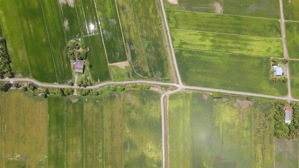 The Paddy Rice Fields of Kedah and Perlis, Malaysia