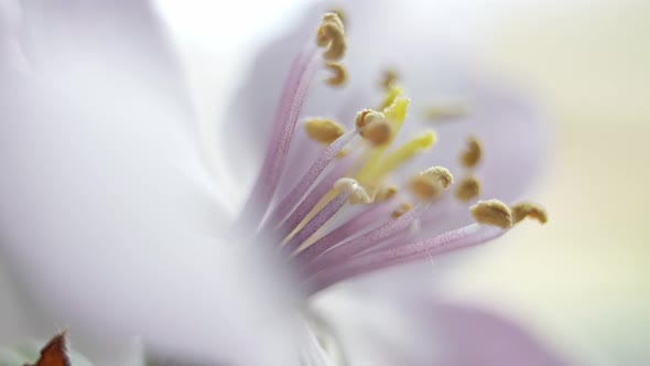 Quince Flower Pestle in Blooming Bud Round Panning