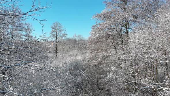 Beautiful Winter Forest