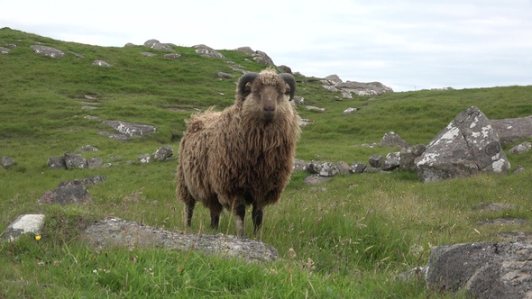 Sheep graze on the shore of the sea. Icleland.