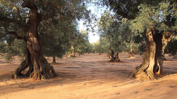 Grove Of Olive Trees