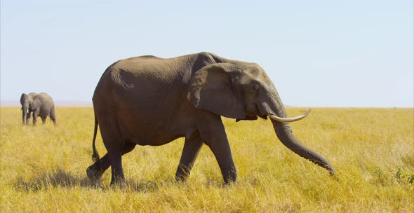 Elephants in the savannah