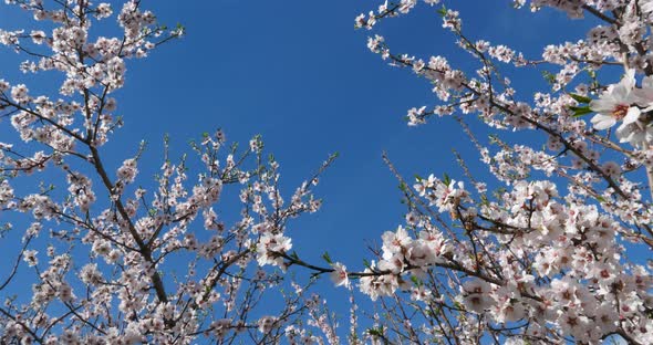 Almond tree during the spring season