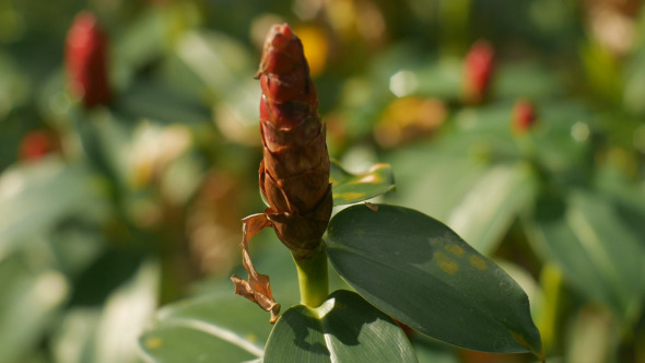 Flower In Garden