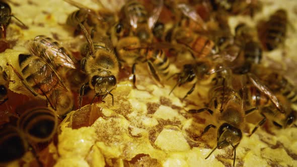 Bees Inside the Beehive