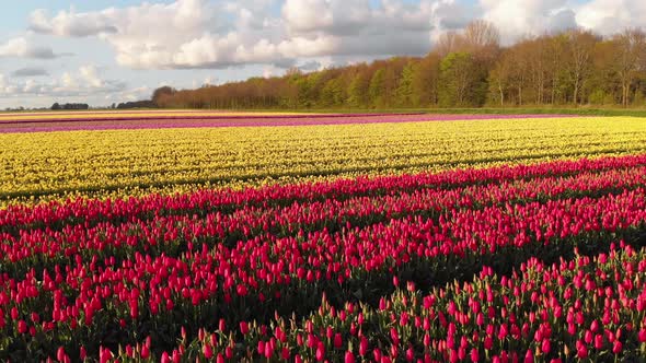 Fields of tulips in Netherlands countryside, beautiful colourful spring flowers