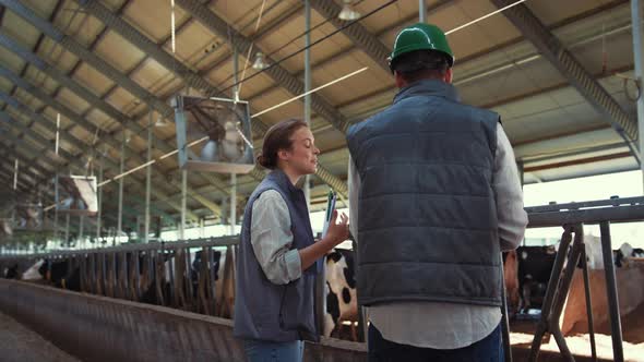 Smiling Livestock Workers Talking in Cowshed