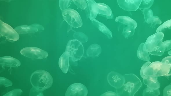 Jellyfish Swiming
