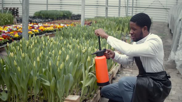 African American Florist Wotk at Tulip Indoor Plantation