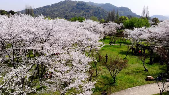 A Panoramic View of a Park Where White Cherry Blossom are Growing