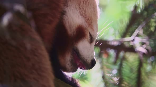 Slow Motion Close up of Red Panda Sleeping