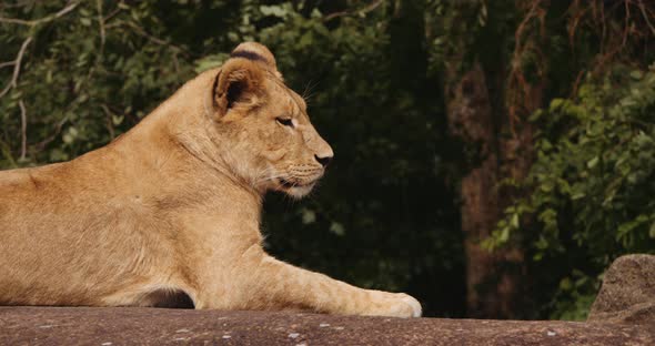 Lion Cub Lying Down In Safari Park