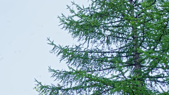 Soap Bubbles Floating in the Air alt