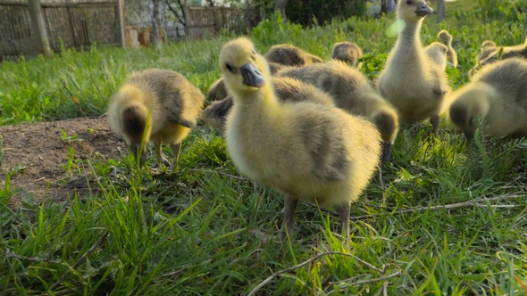 Little goslings eating grass on traditional free range poultry farm