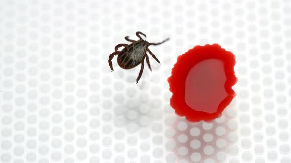 Experiment, Whether the Mite Will Drink Blood Without Sucking To the Owner, Close-up