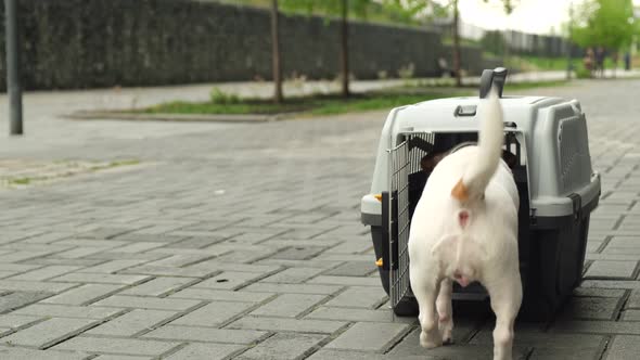 Woman Lets the Dog Jack Russell Terrier Into the Safe Travel Box and Leaves