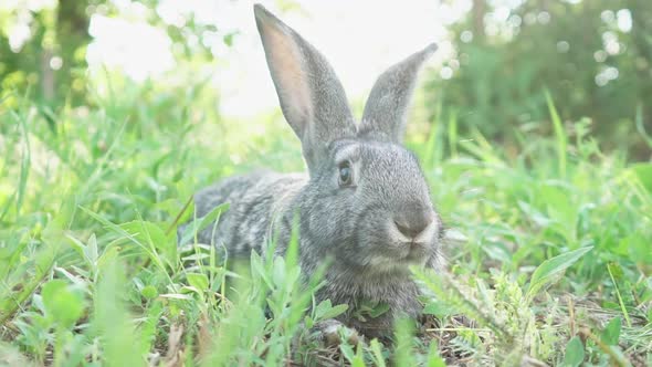 Cute Fluffy Gray Rabbit with Big Ears Mustache Green Grass