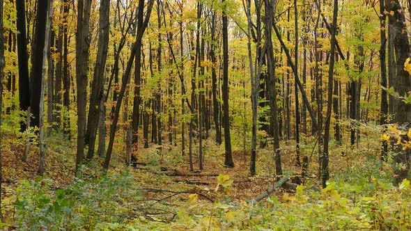 Tree Leaves Falling On The Ground In The Forest On A Windy Day In Autumn. wide