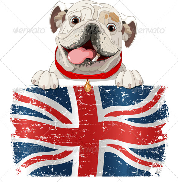 English Bulldog