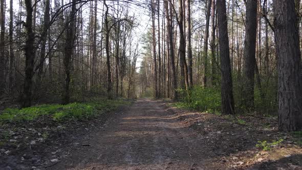 Aerial View of the Road Inside the Forest