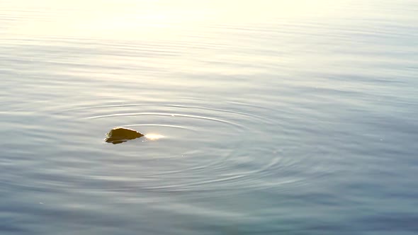 Sun sparkles on surface of lake water at morning sunrise in slow motion