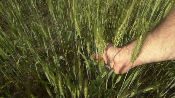 Wheat Agricultural Field in Summer at Sunset