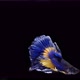 Blue and yellow color Siamese fighting fish - VideoHive Item for Sale