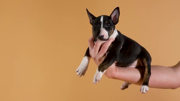 Female Hand Holds a Bull Terrier Puppy on a Yellow Studio Background