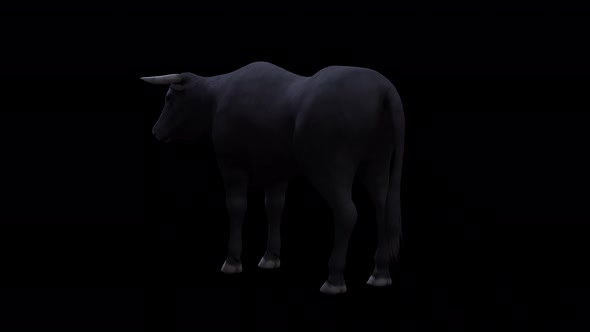 Bull Idle View From Back Side alt