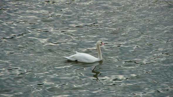 White Swan Swimming in Silvery Waters