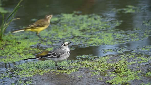 Juvenile White Wagtail or Motacilla Alba Eats Botfly