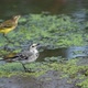 Juvenile White Wagtail or Motacilla Alba Eats Botfly - VideoHive Item for Sale